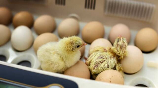 https://rcdrun.com/images/depository/dayoldchicks/640/Newborn-little-yellow-chicken-in-the-incubator.jpg