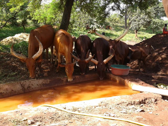 Cows drinking water at the gold mining site